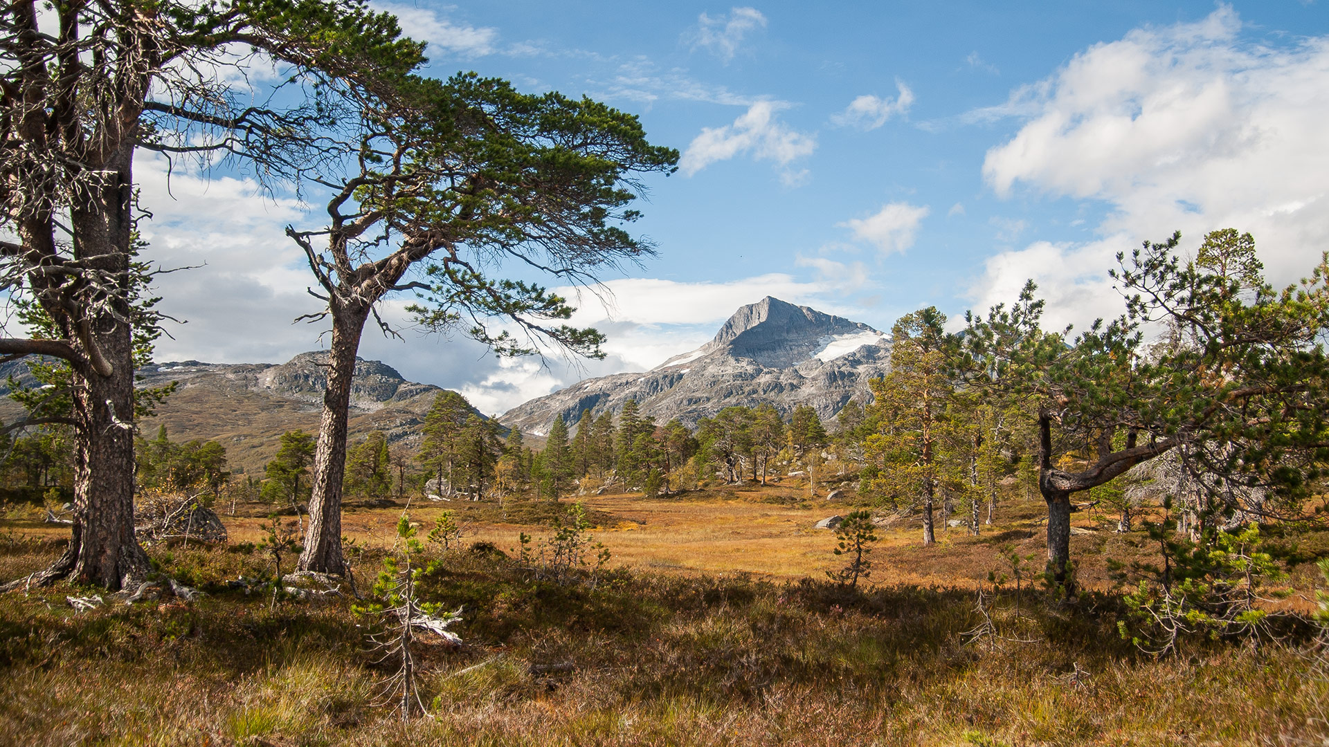 Furuskog og fjellet Snota, landskapsbilde.