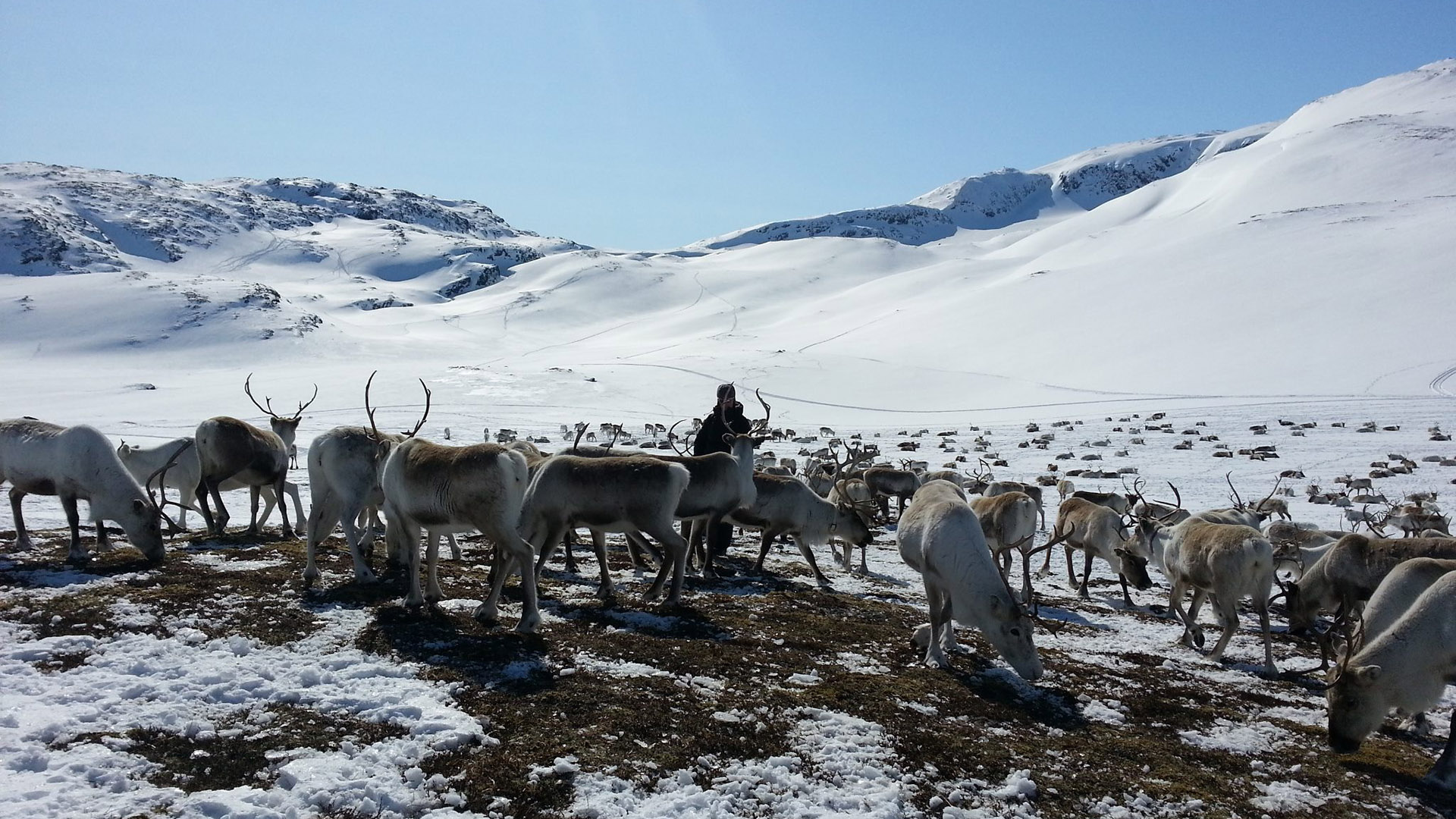 reinsdyrflokk vinter